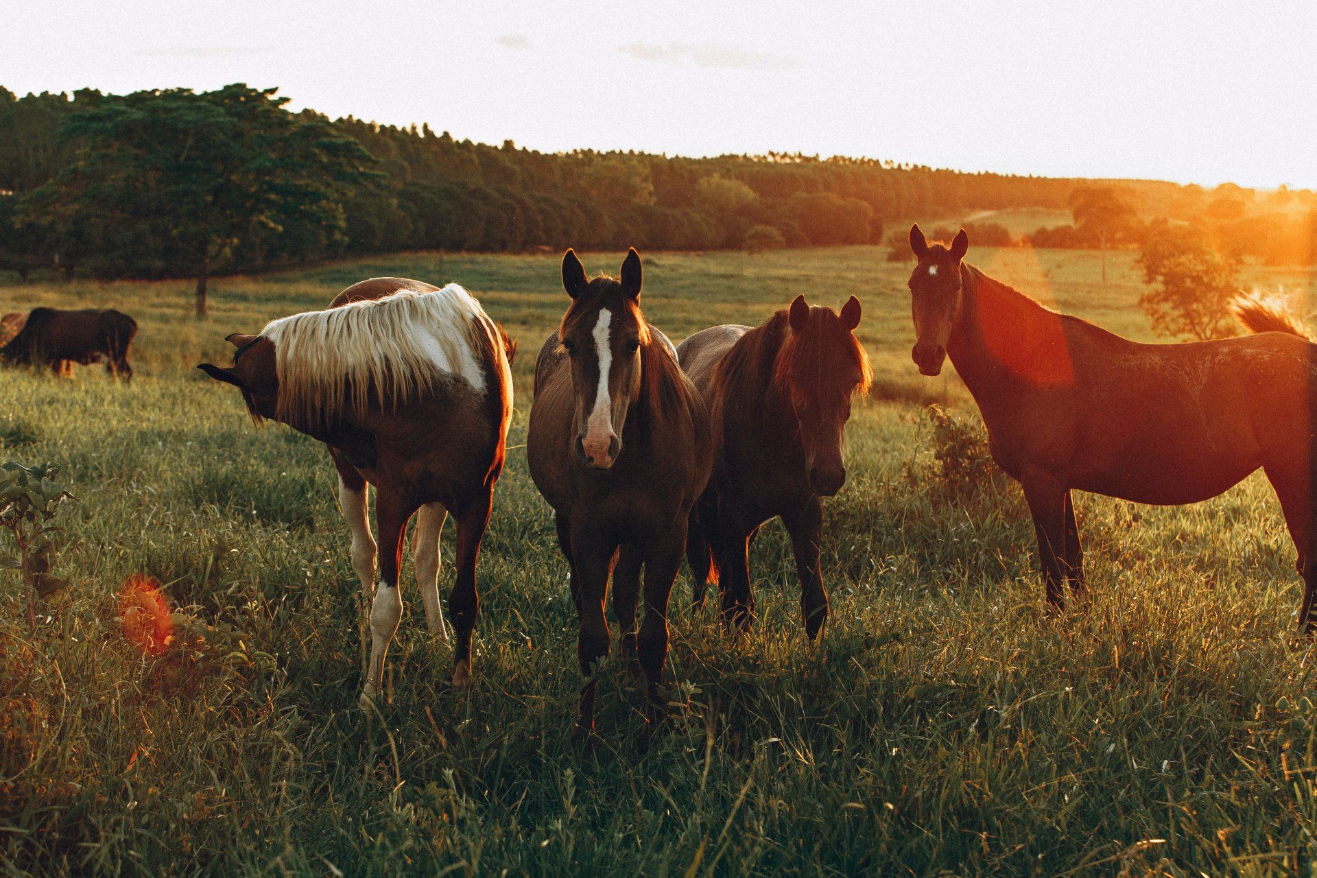 Horse Yard Equipment