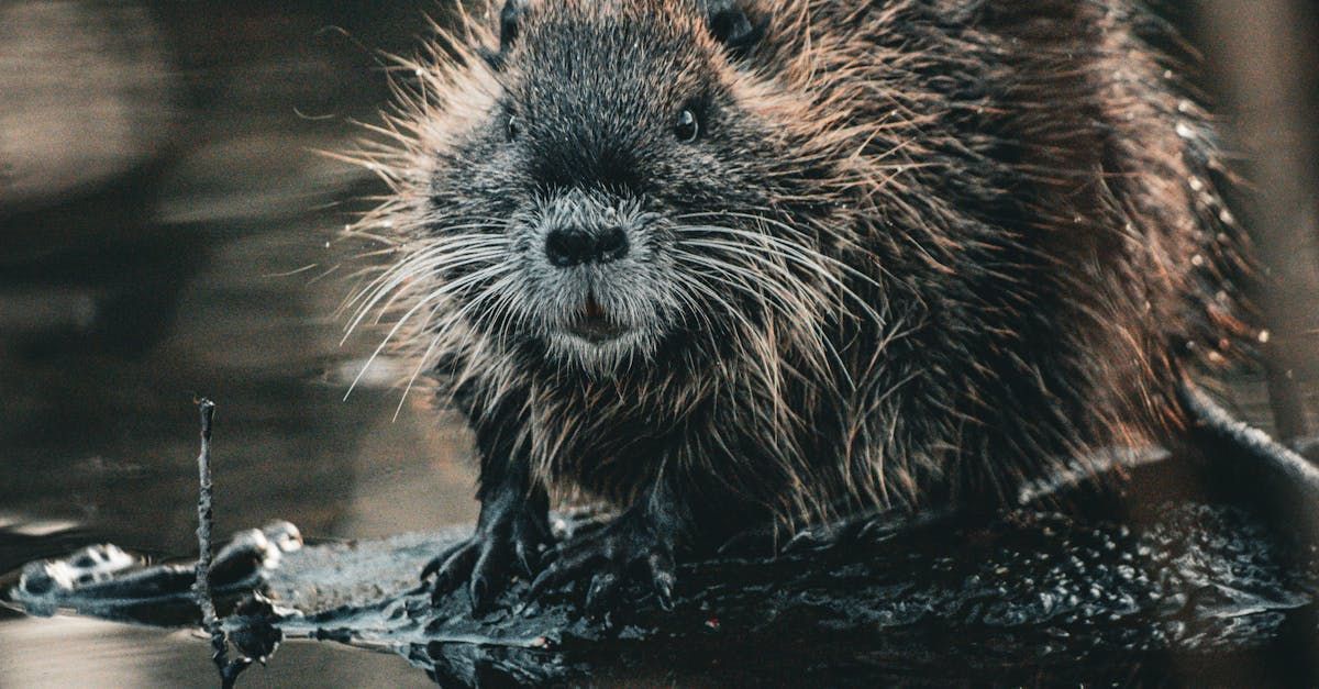 beaver removal near me Beaver, wet brown fur, in water, looking towards the camera.