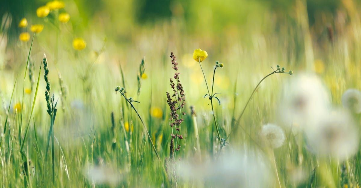Auf diesem Feld gibt es viele verschiedene Blumenarten.