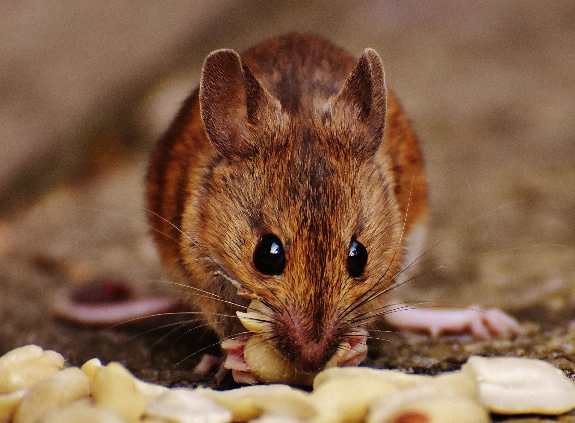 Rodents