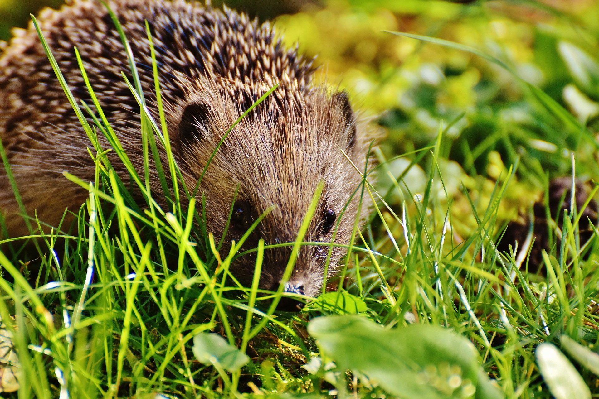 Hedgehog friendly fence panels Southampton