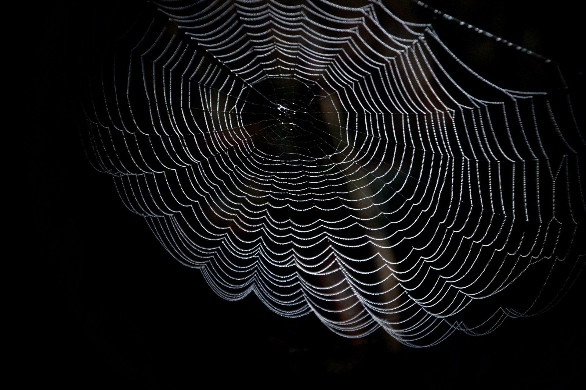 A close up of a spider web with water drops on it.
