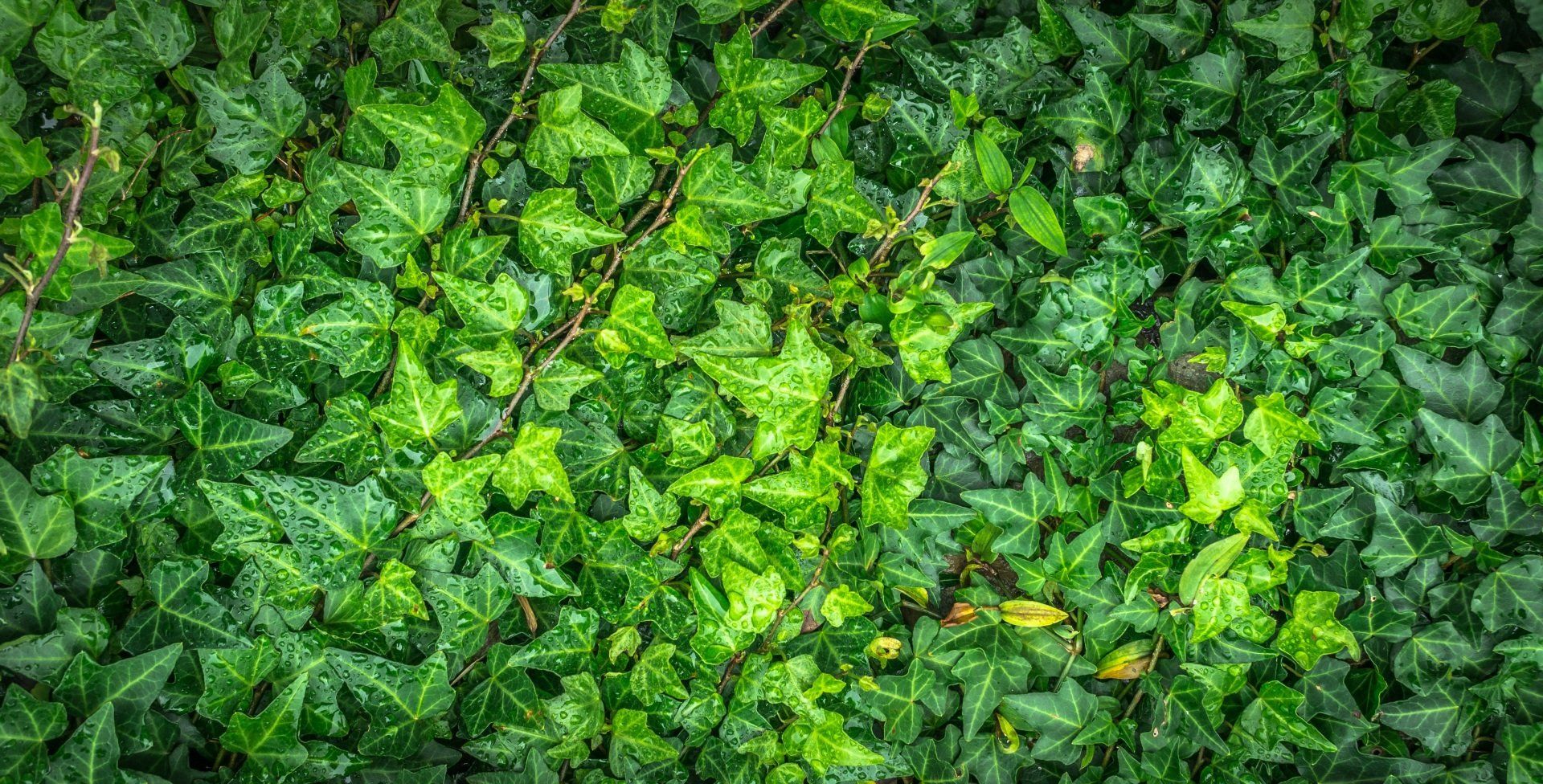 vines