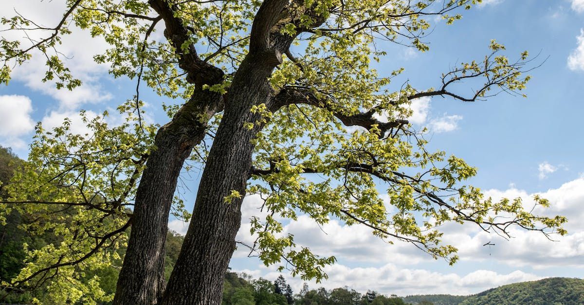 A tree with lots of leaves against a blue sky with clouds.