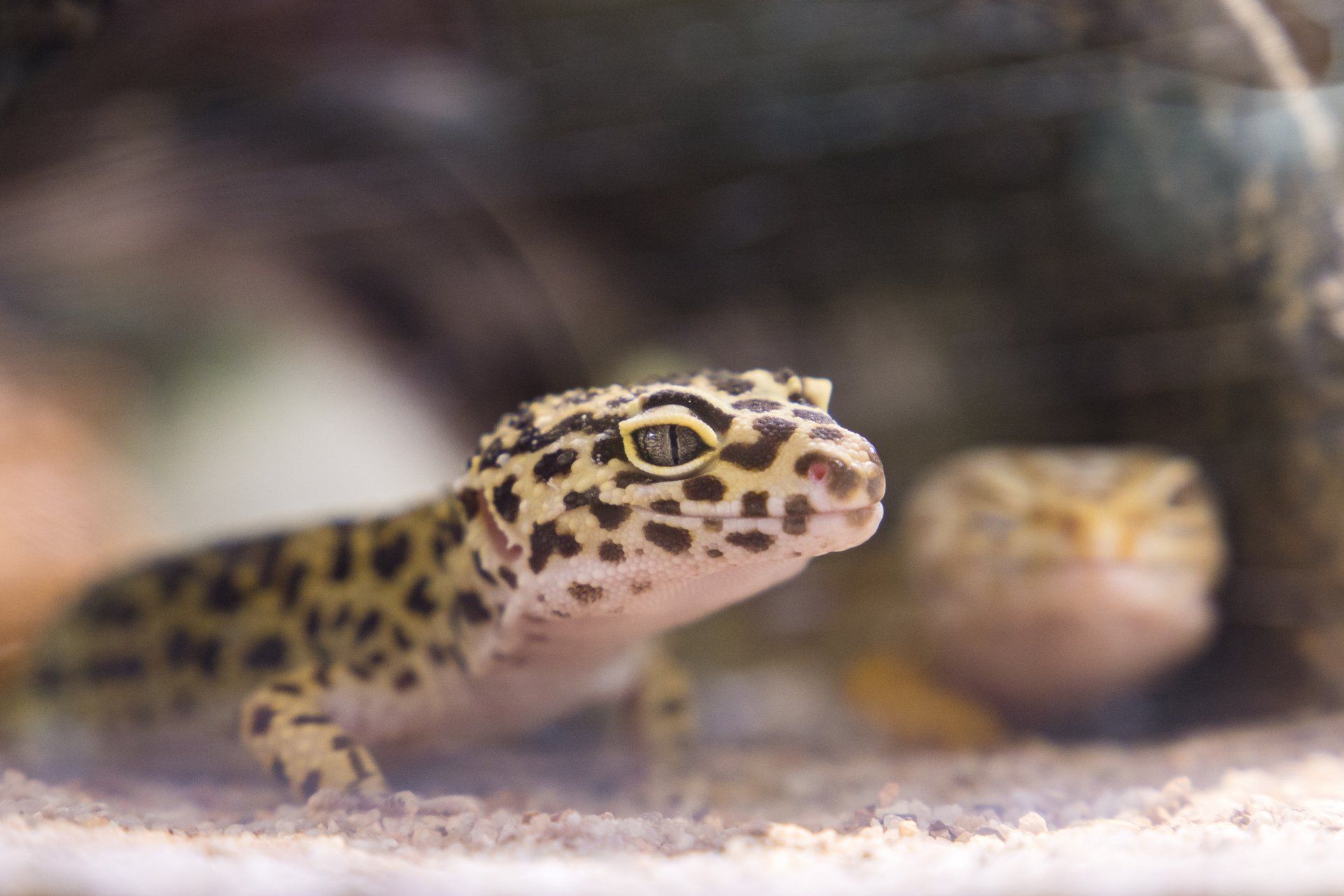 Vétérinaire Genève reptile