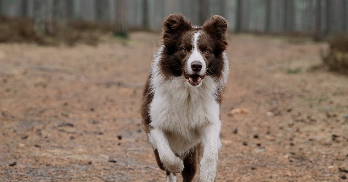 Chien qui court