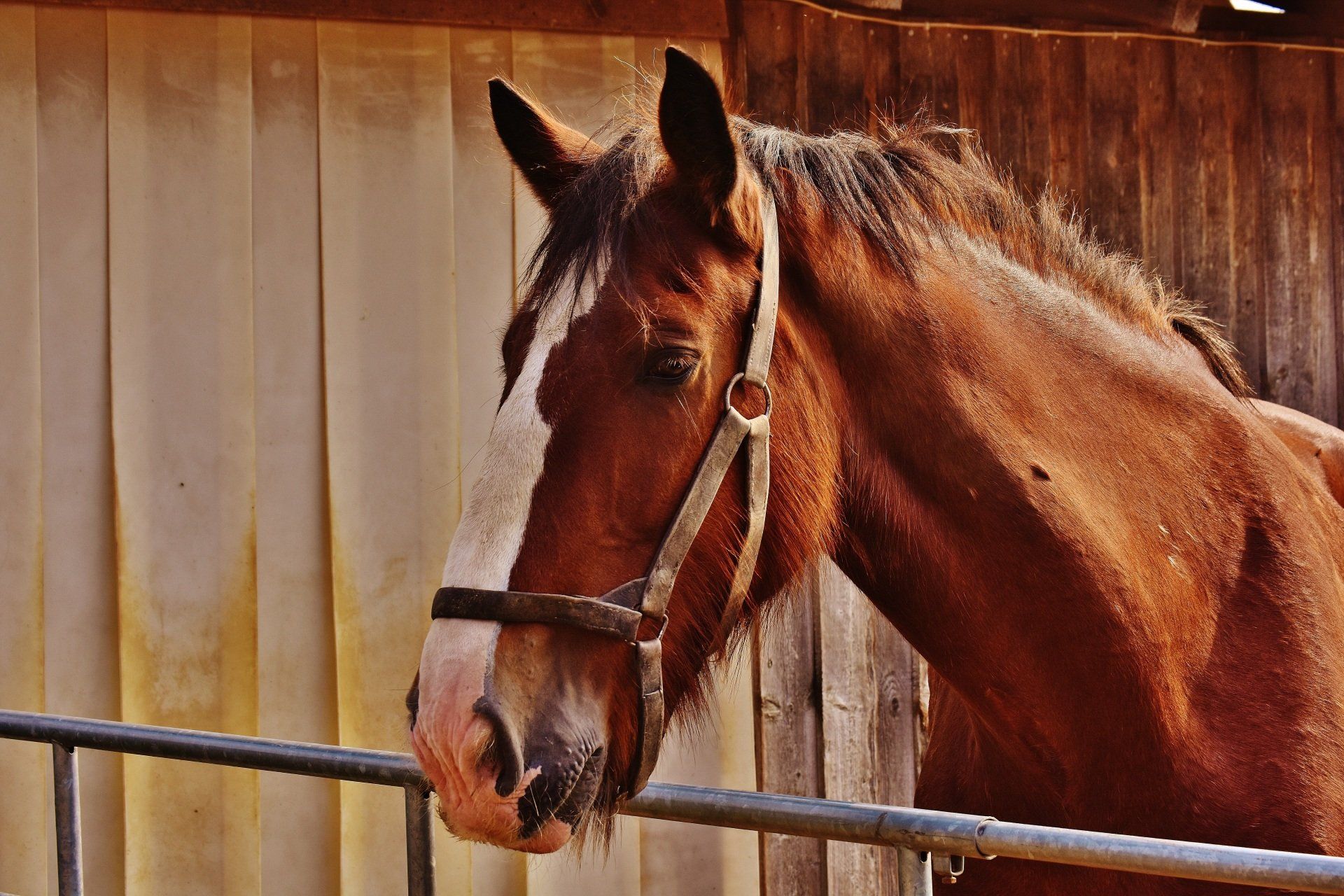 Horse standing over a metal gate