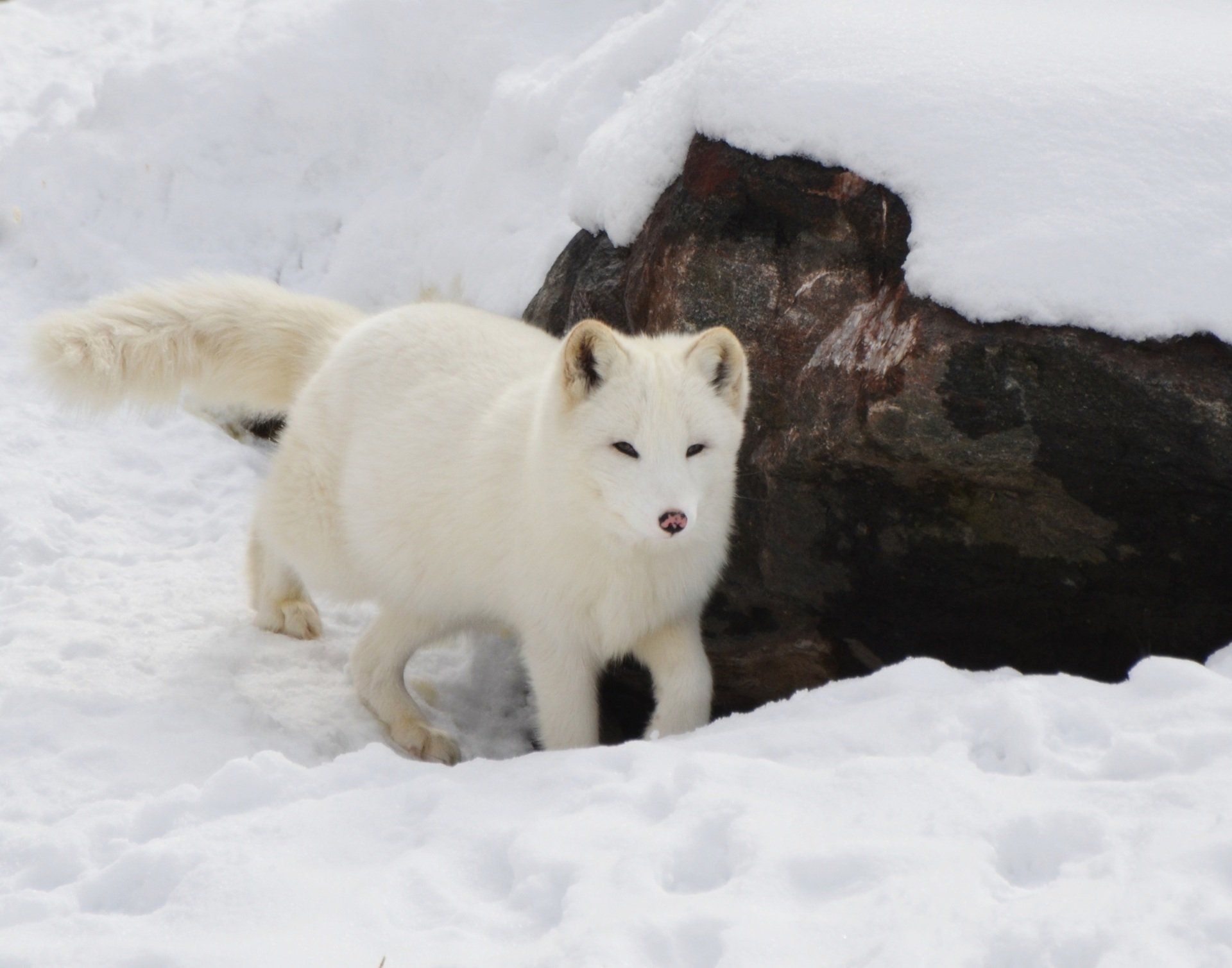 White Arctic fox in snow, near a large, dark rock.