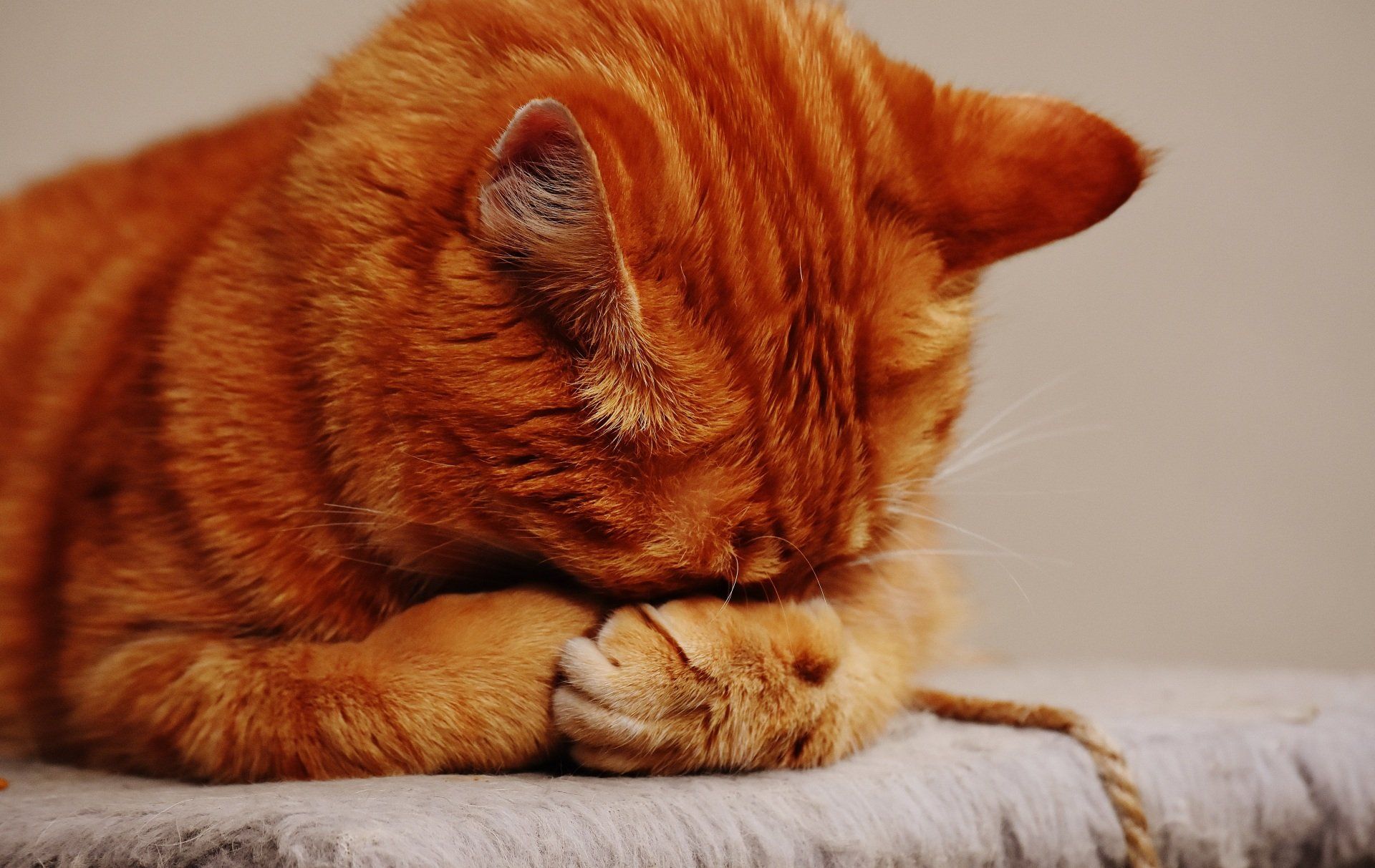 Um close de um gato laranja deitado com a cabeça apoiada nas patas.