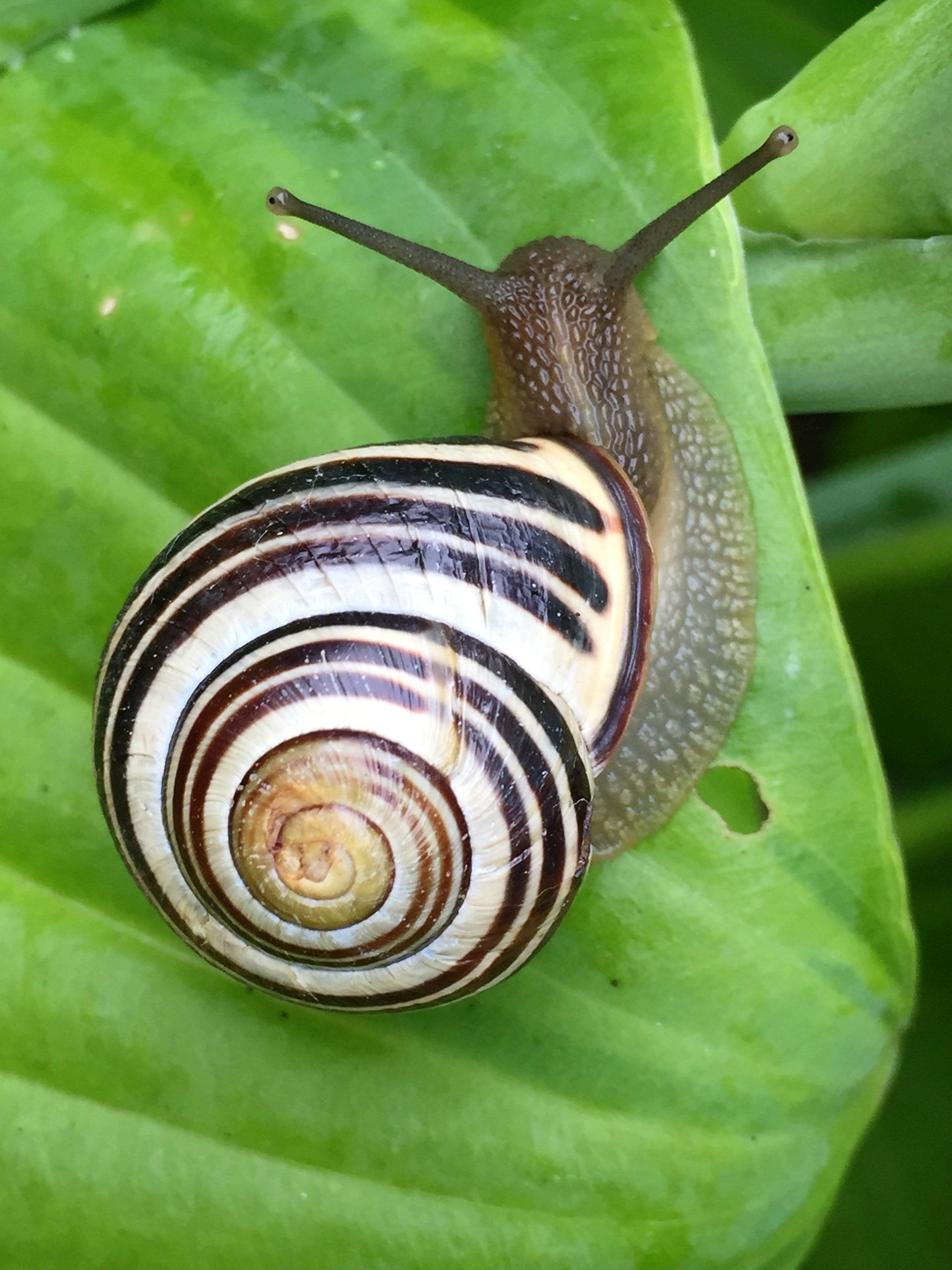 Knowing Nature - A Poem by Sue Cartwright, Spiral Leaf