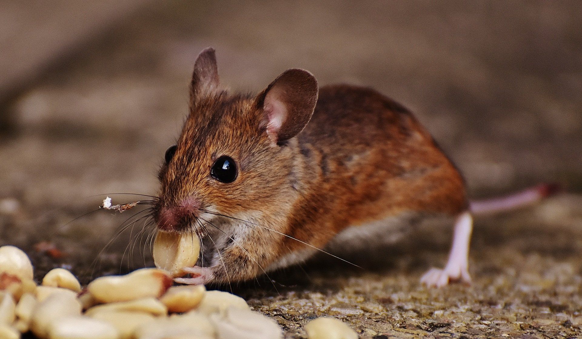 The Best Pest Control companies in Philadelphia, Pennsylvania