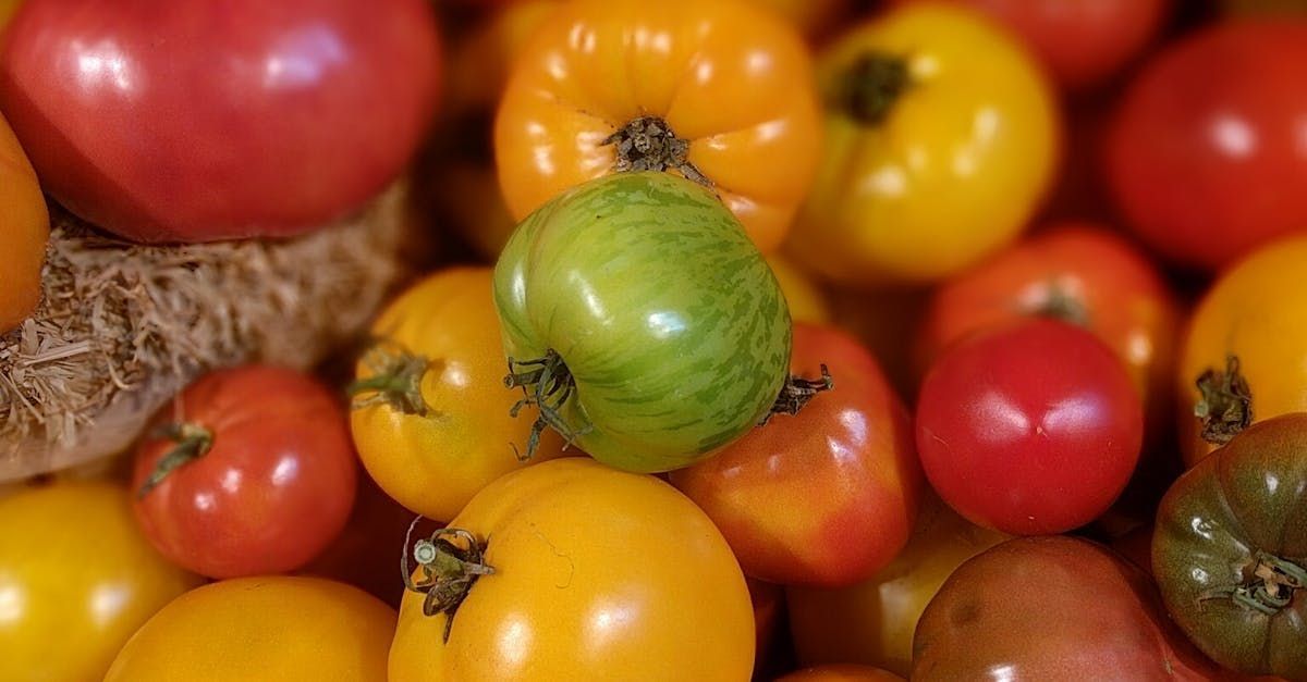 tomates anciennes locales