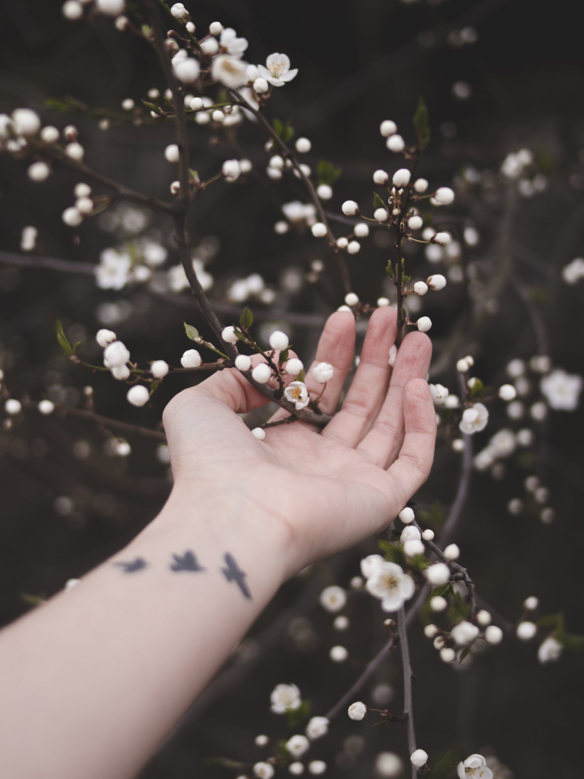 Hand holding apple blossom on a tree