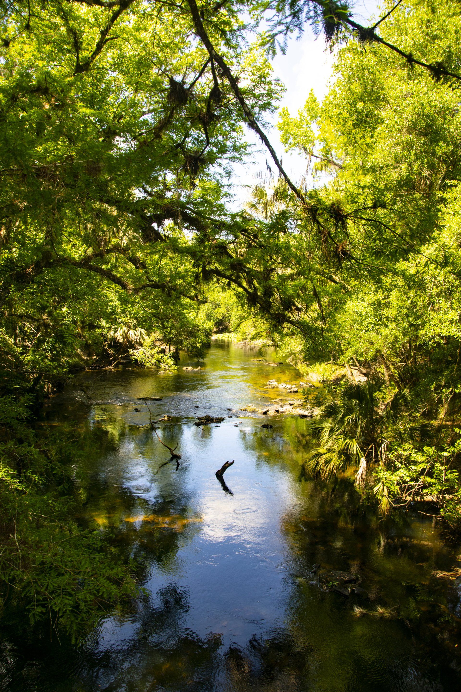 A river surrounded by trees with birds flying over it