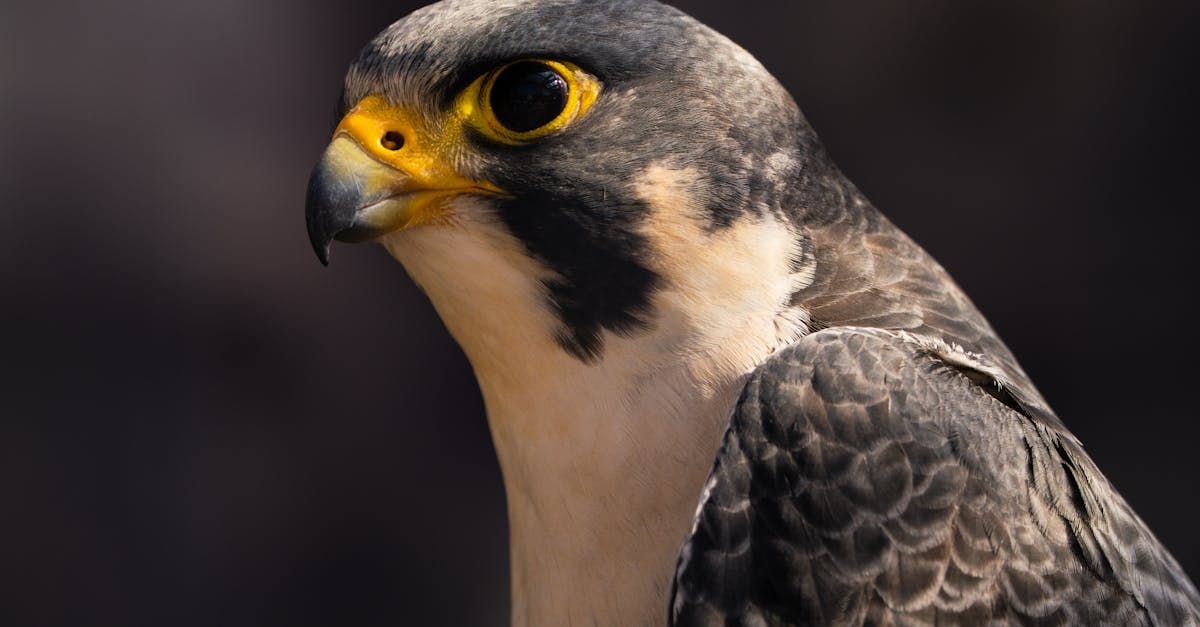 Close-up of a peregrine falcon with dark gray plumage and a yellow beak against a blurred background