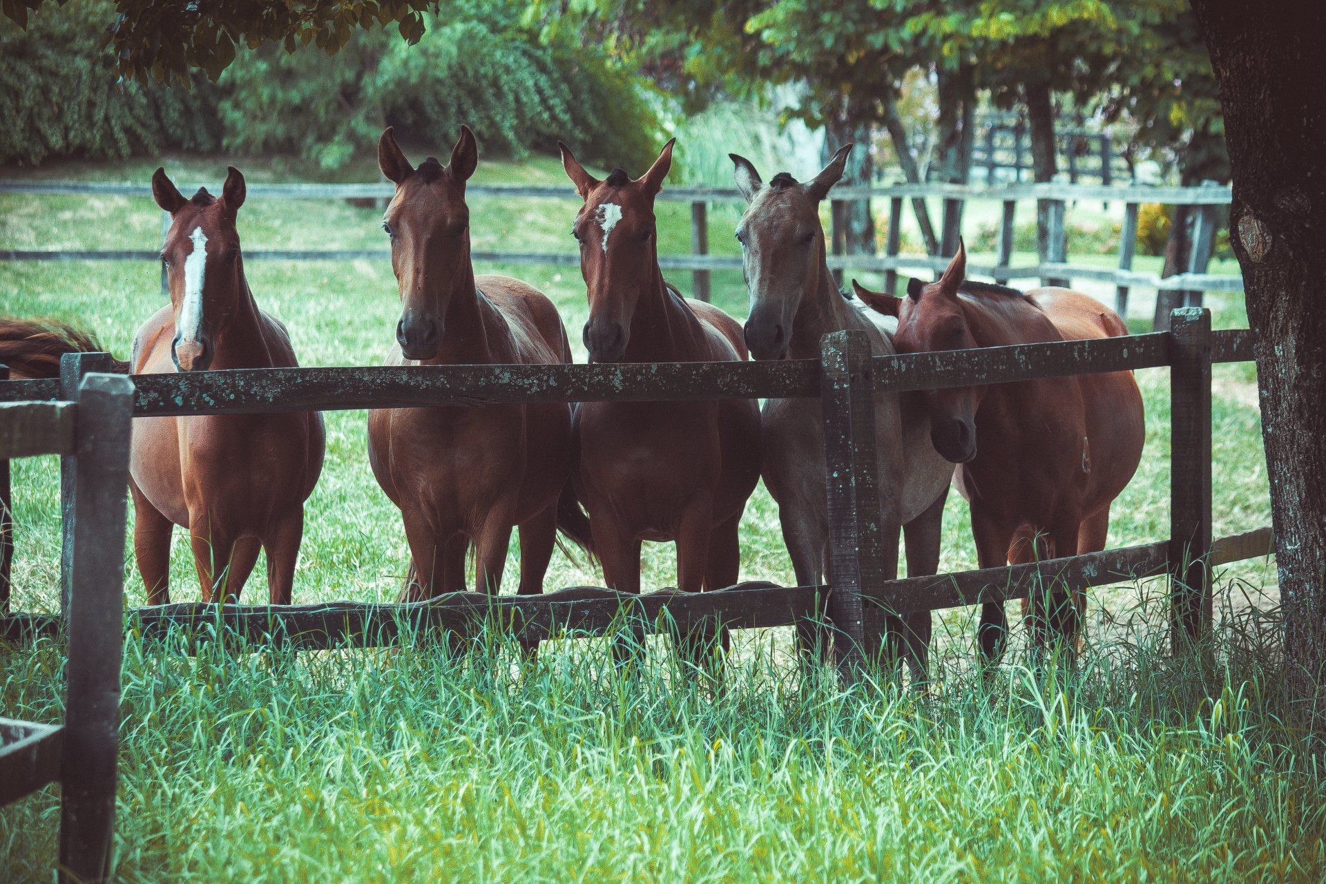 horses gathered at a fence