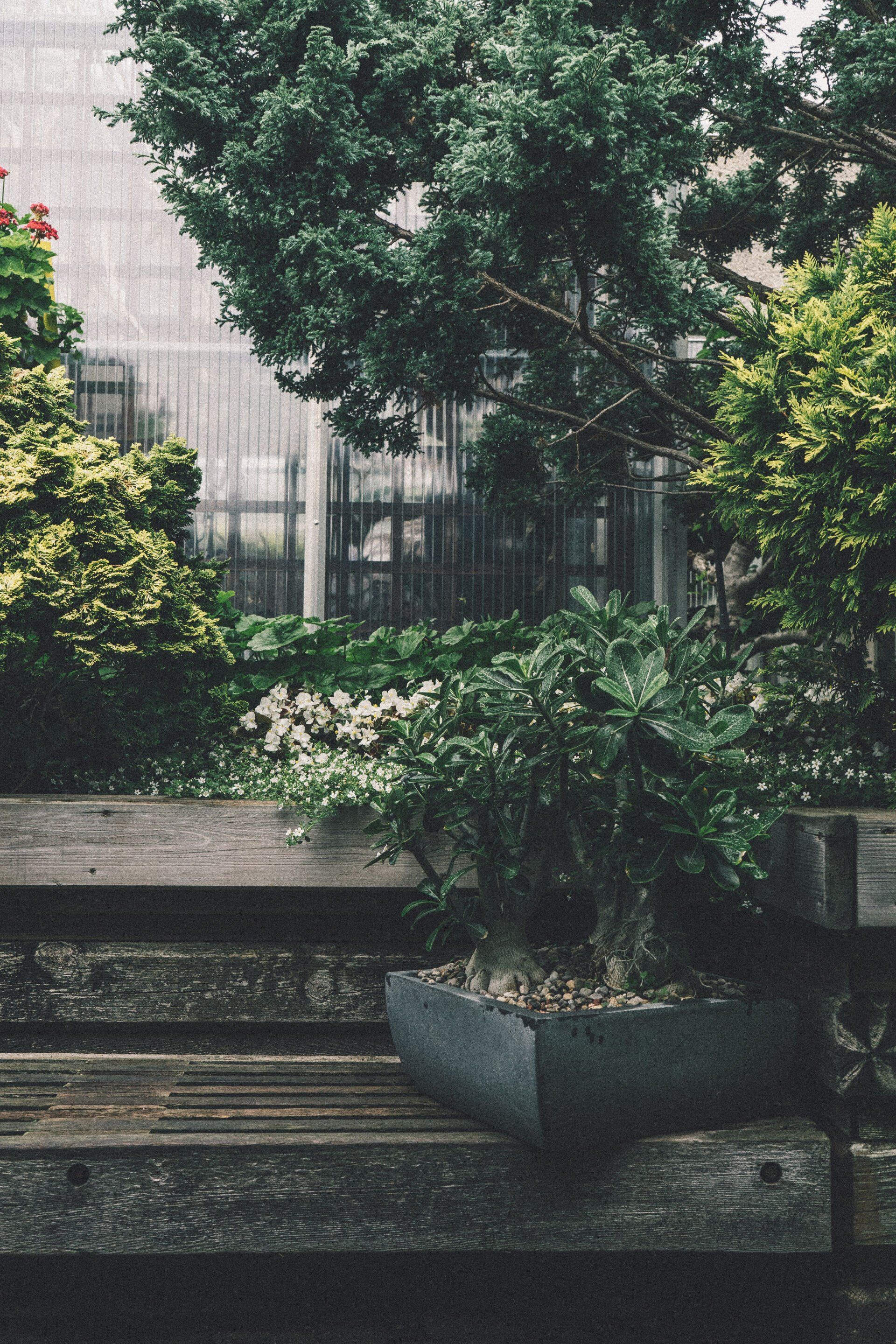 a wooden bench is sitting in a garden surrounded by trees and plants .