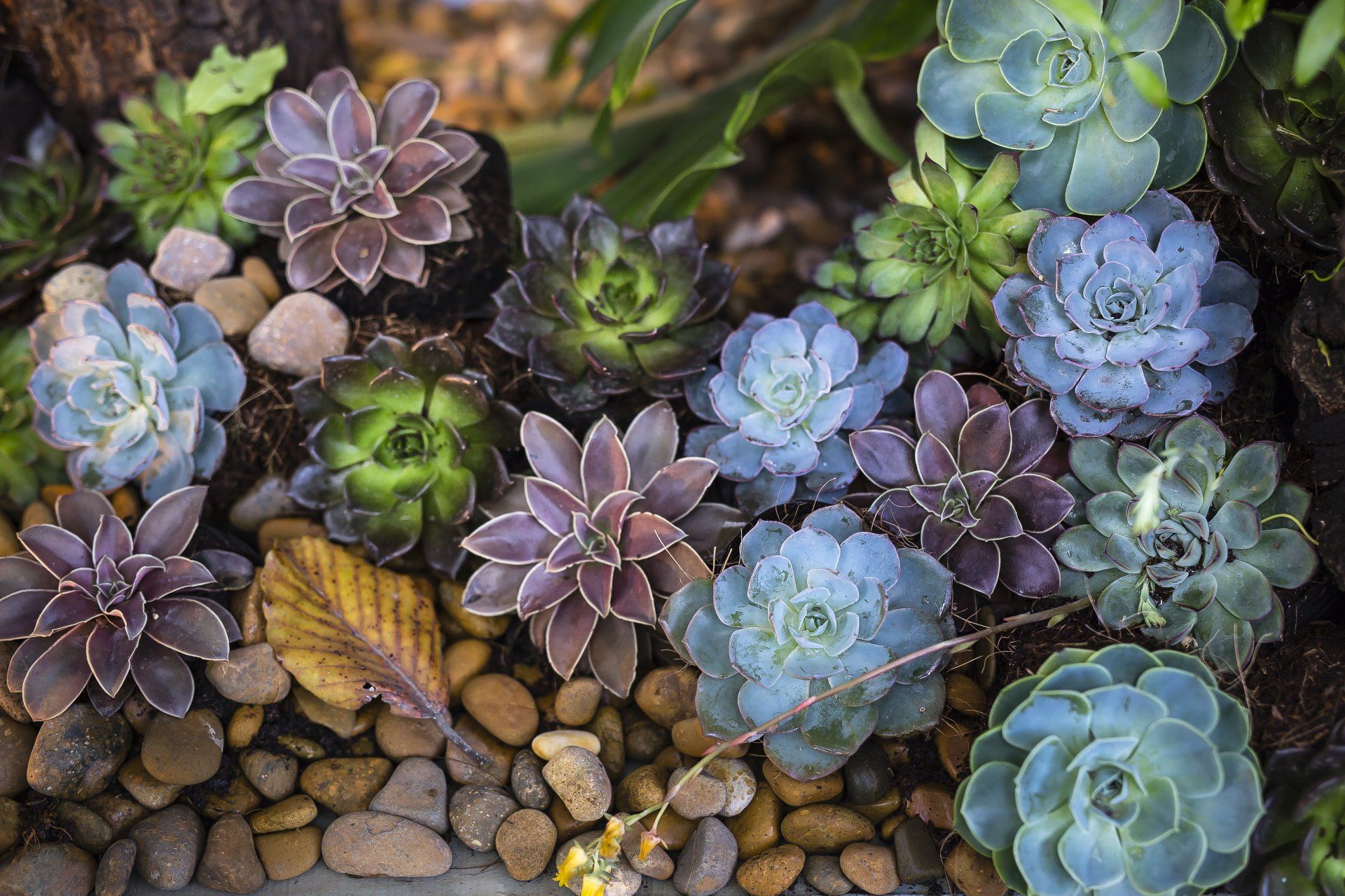 There are many different types of succulents in this garden.