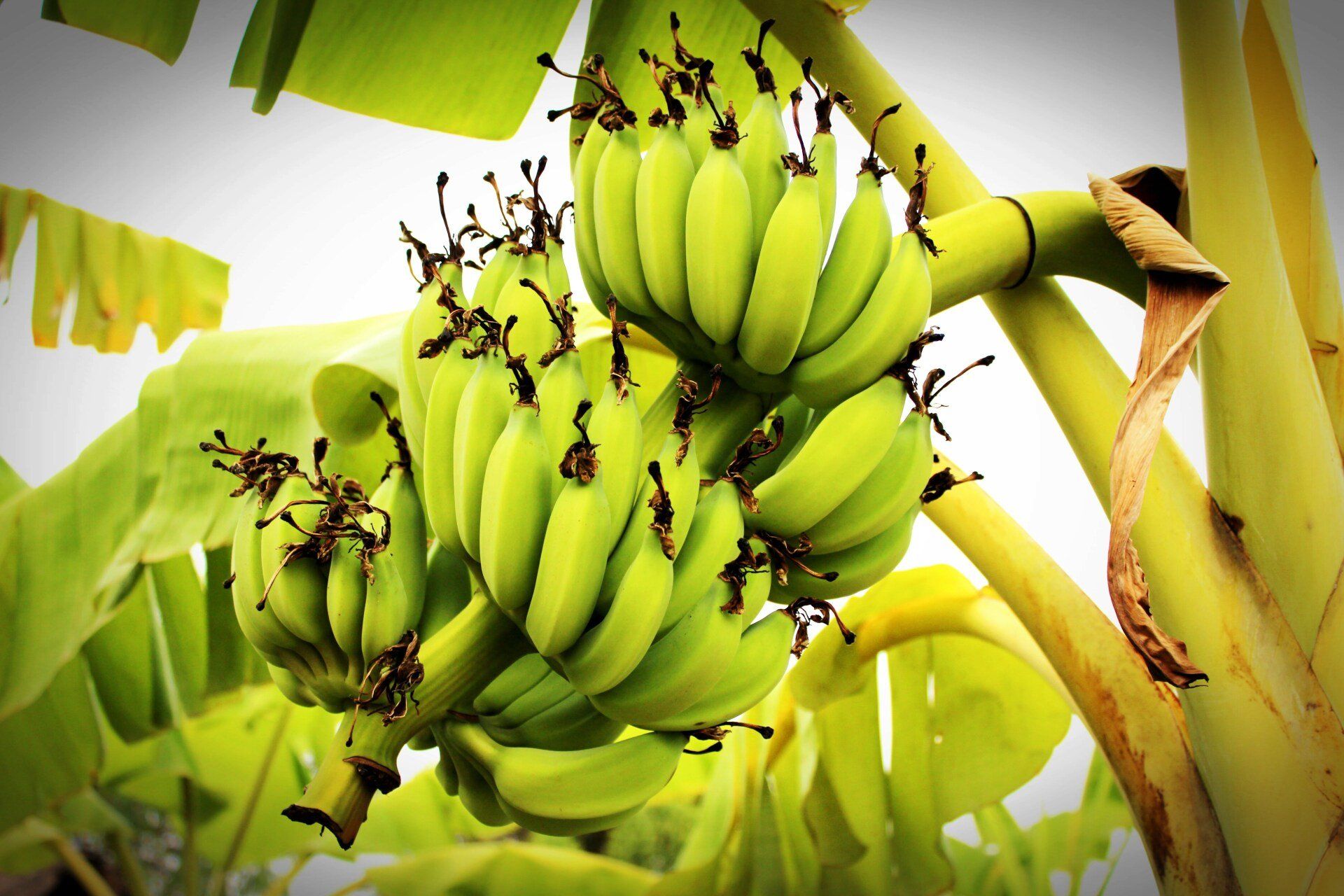 A bunch of green bananas growing on a tree