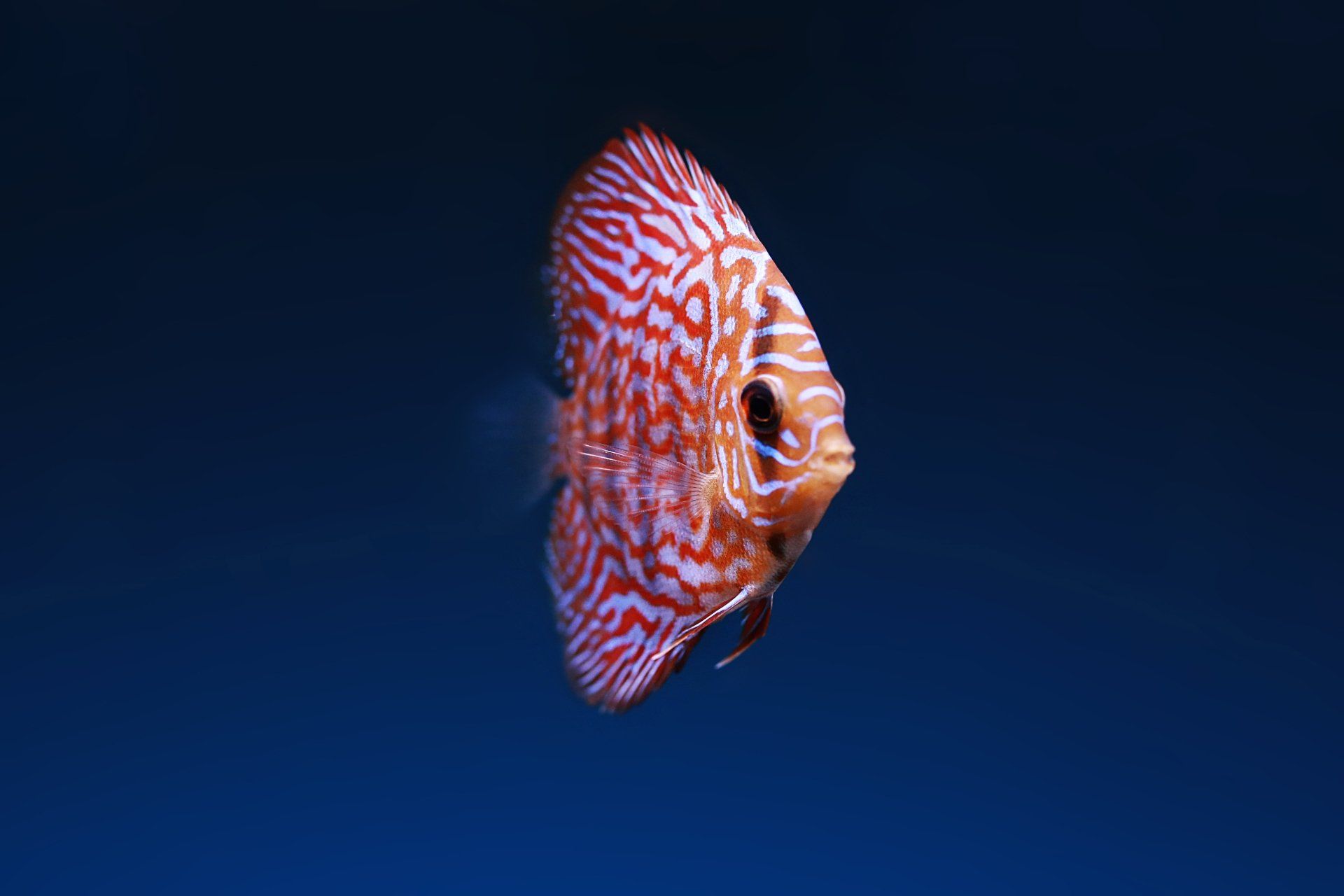 Fish swimming