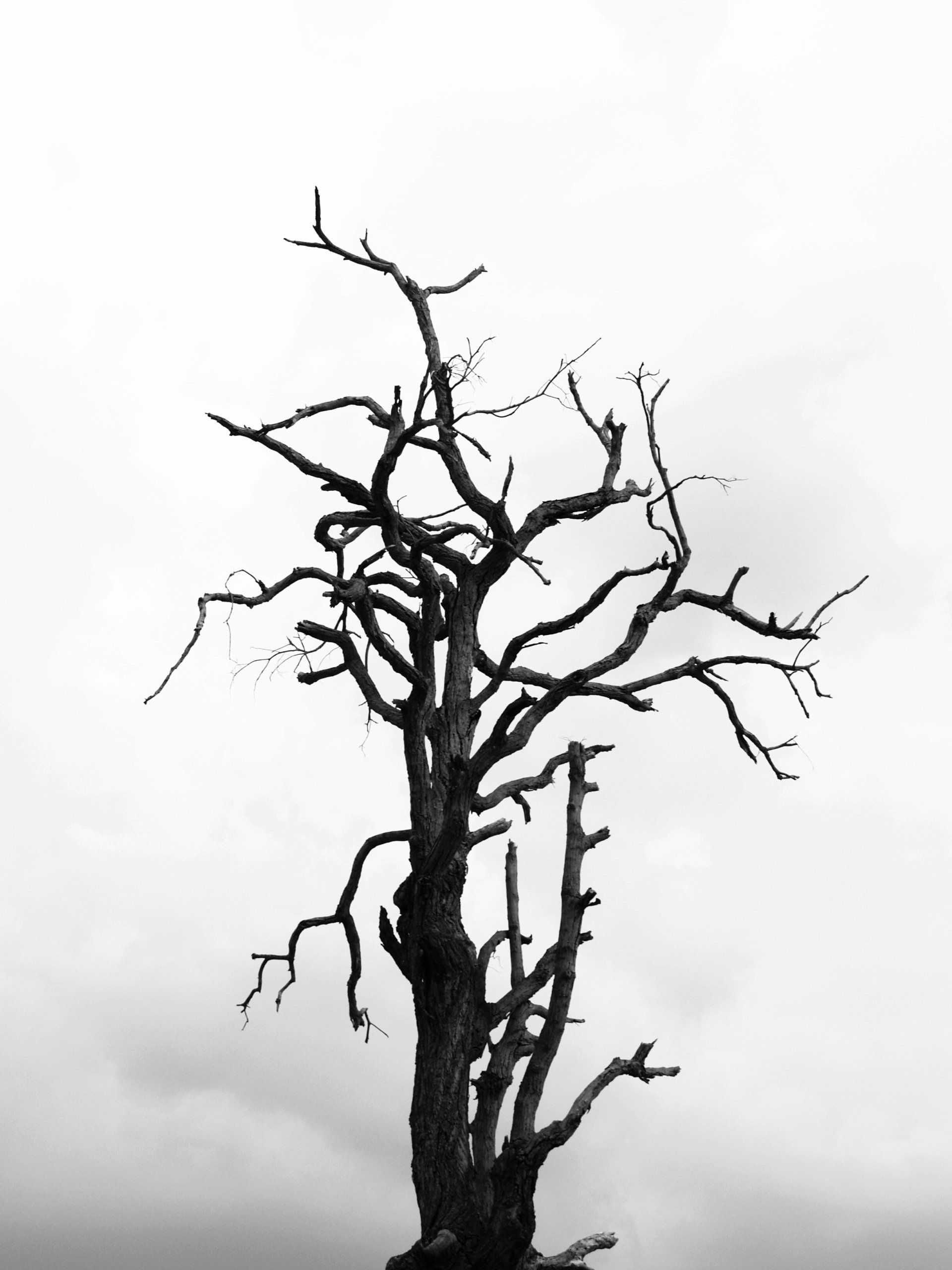 a dead tree from wendell's cold winters
