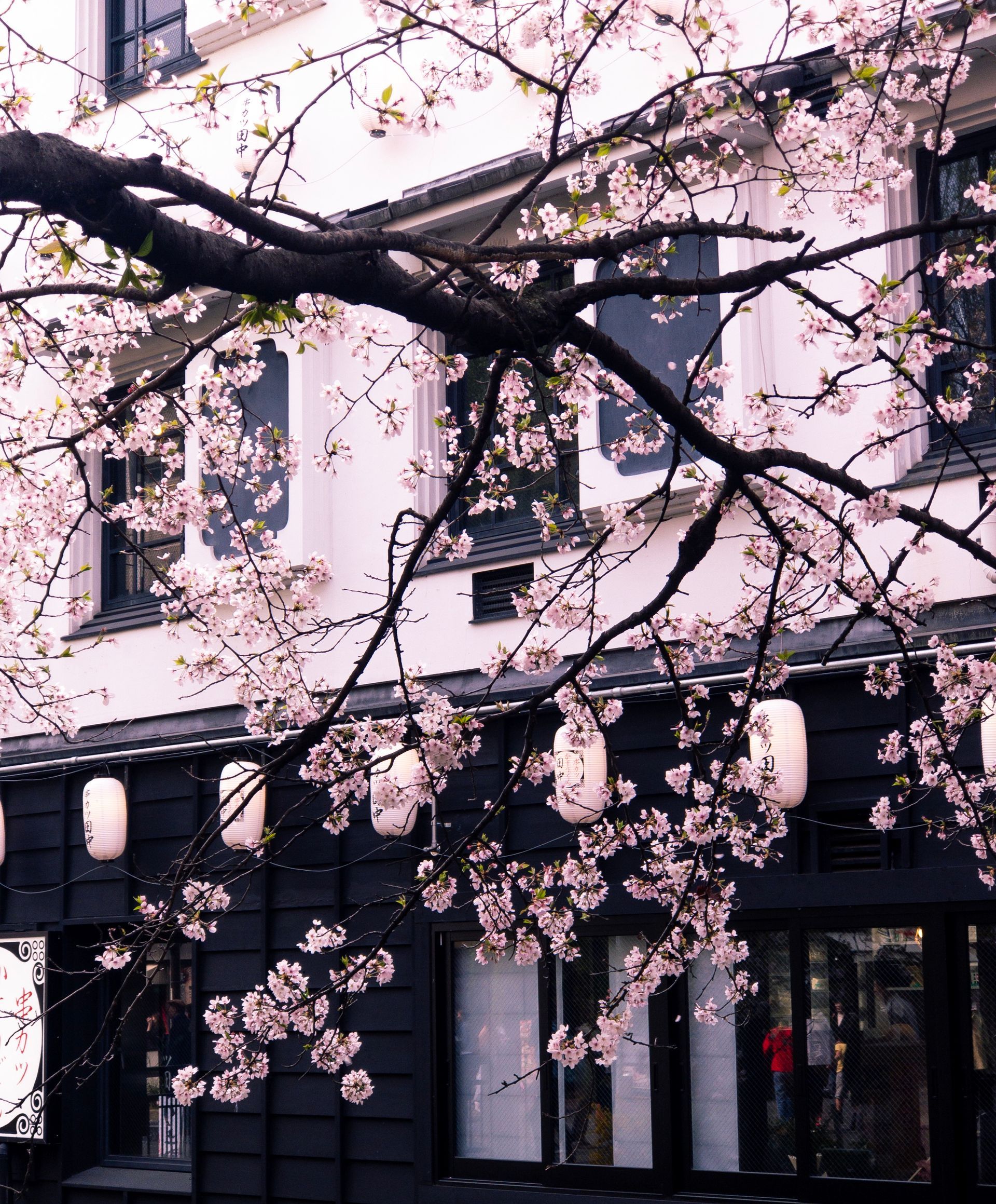 Cherry Blossom