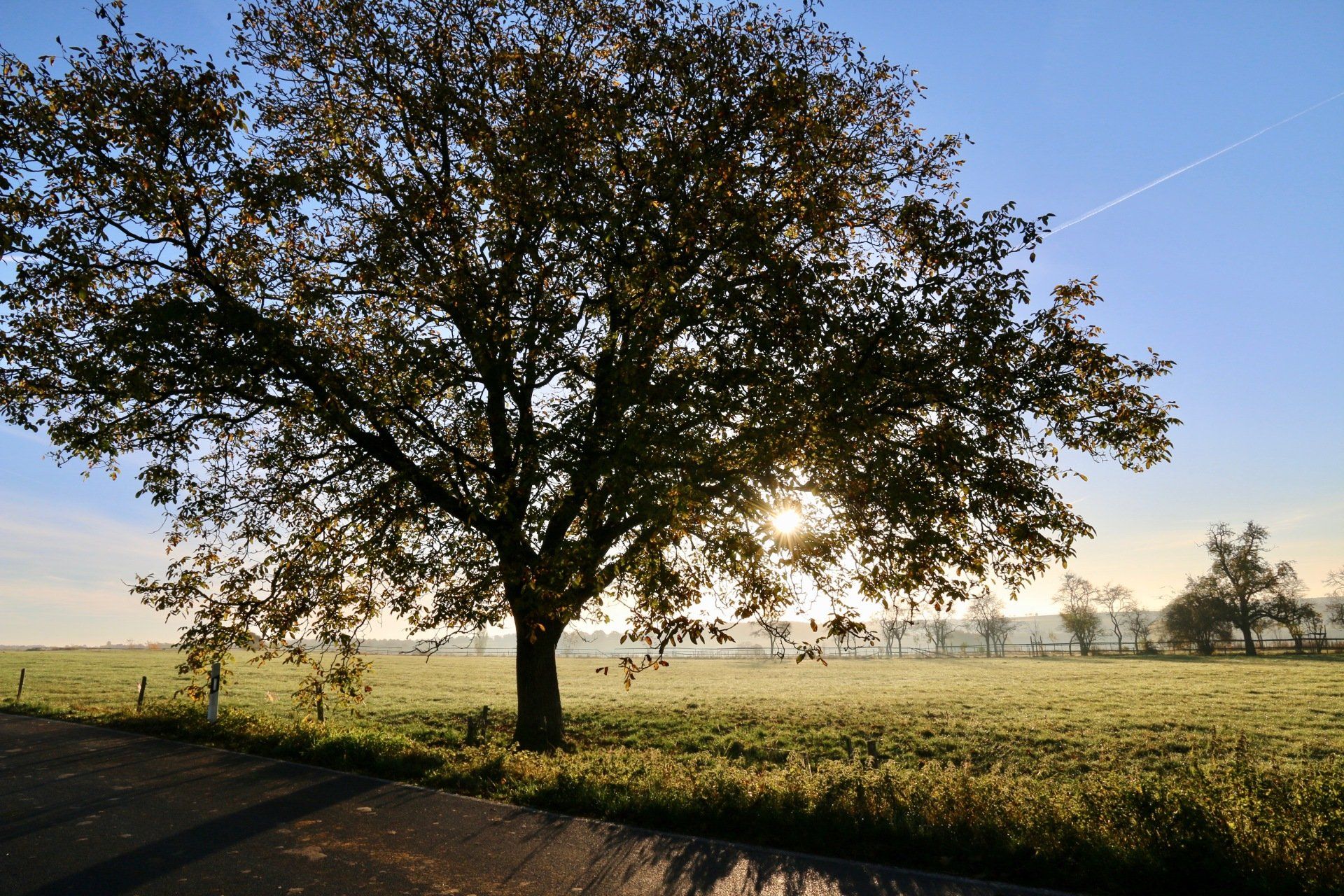 Tree in a field at sunrise, sunlight shining through the branches.