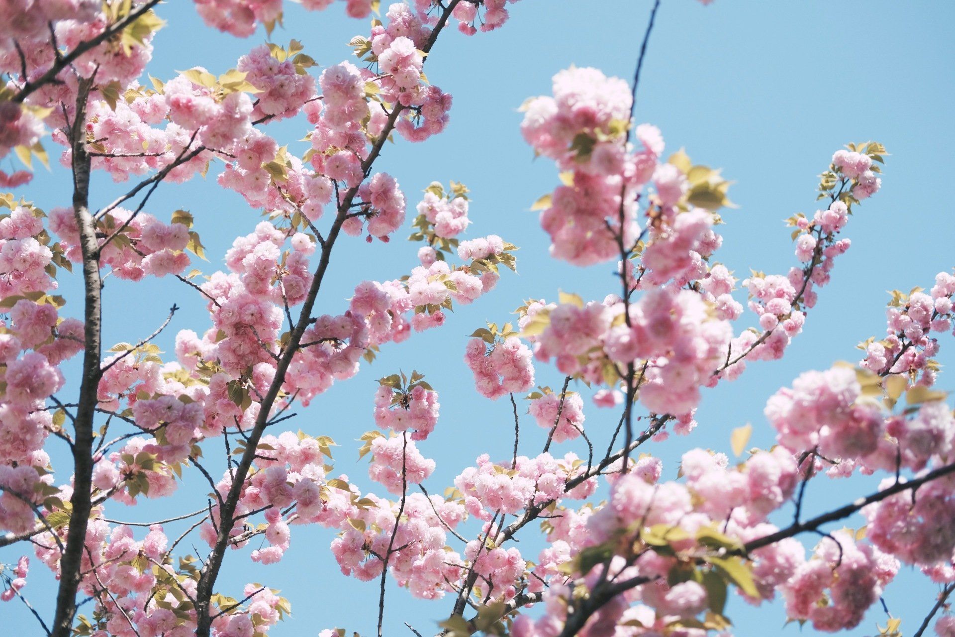 Et tre med rosa blomster mot en blå himmel