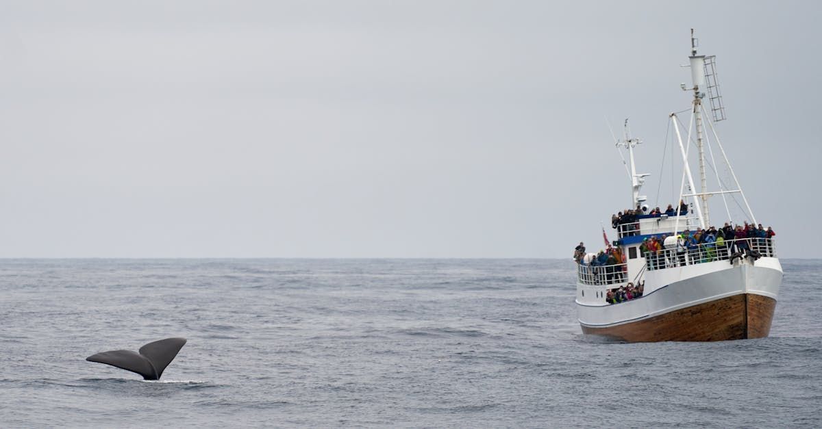 Whale tail breaching water next to a whale watching boat on a gray ocean.