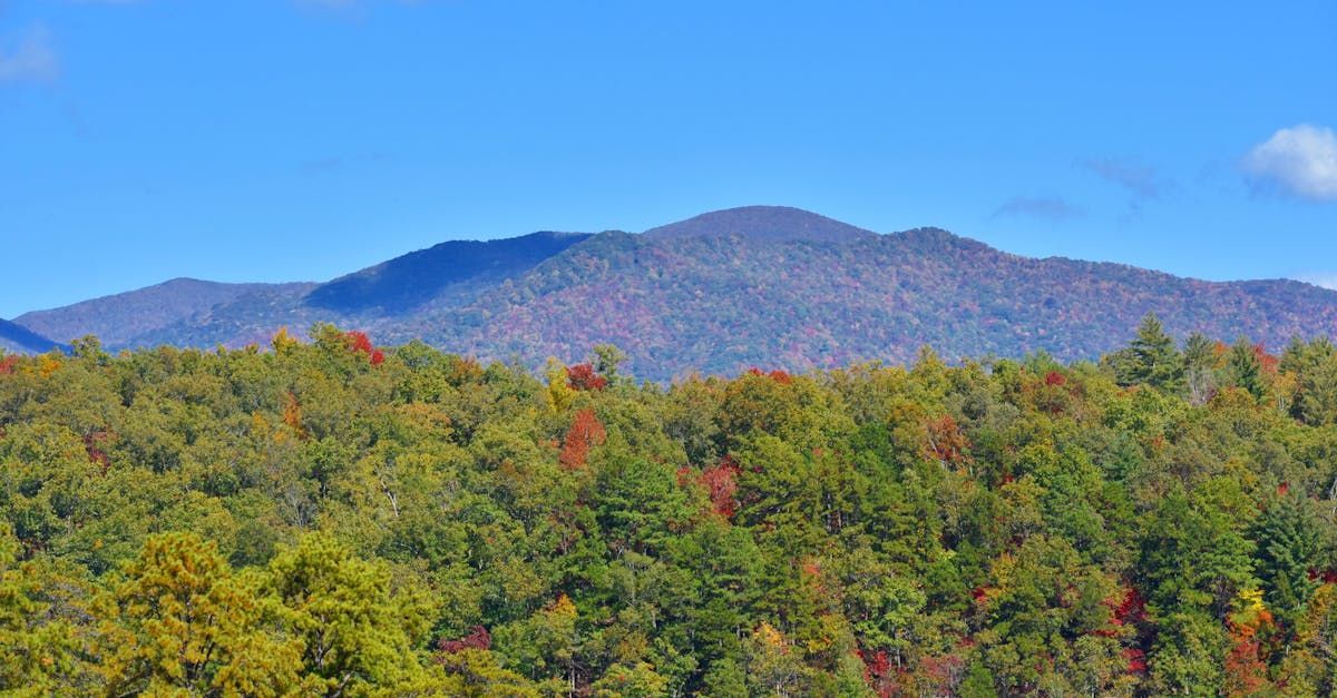 A view of a forest with mountains in the background on a sunny day.