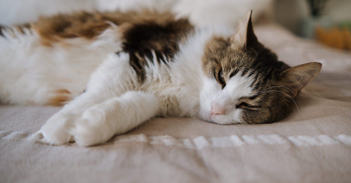 A calico cat is sleeping on a bed with its eyes closed.