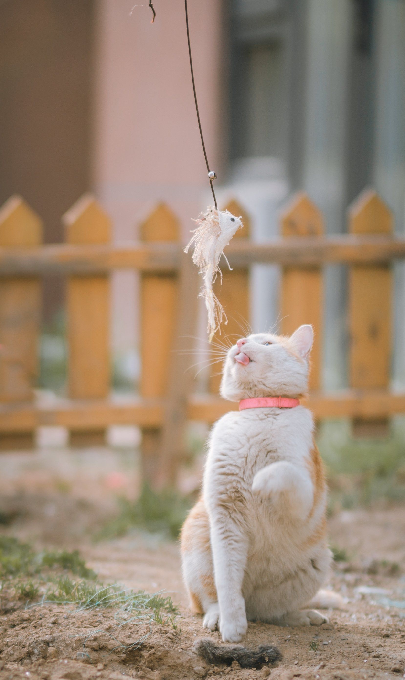 Een oranje-witte kat met een roze halsband reikt naar een speeltje dat ze boven zich houdt, buiten bij een houten hek.