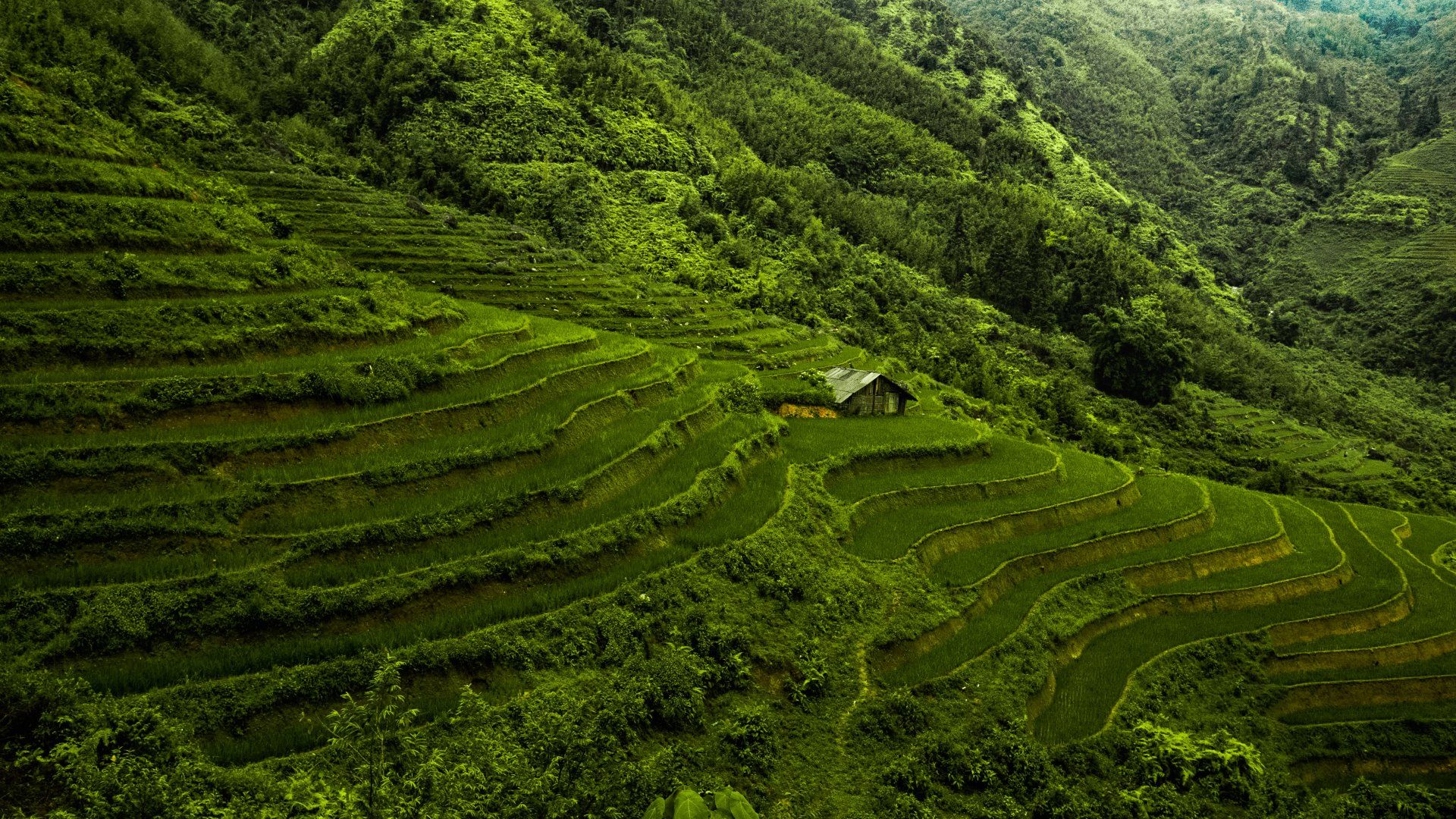 A small house is sitting on top of a lush green hillside surrounded by trees.