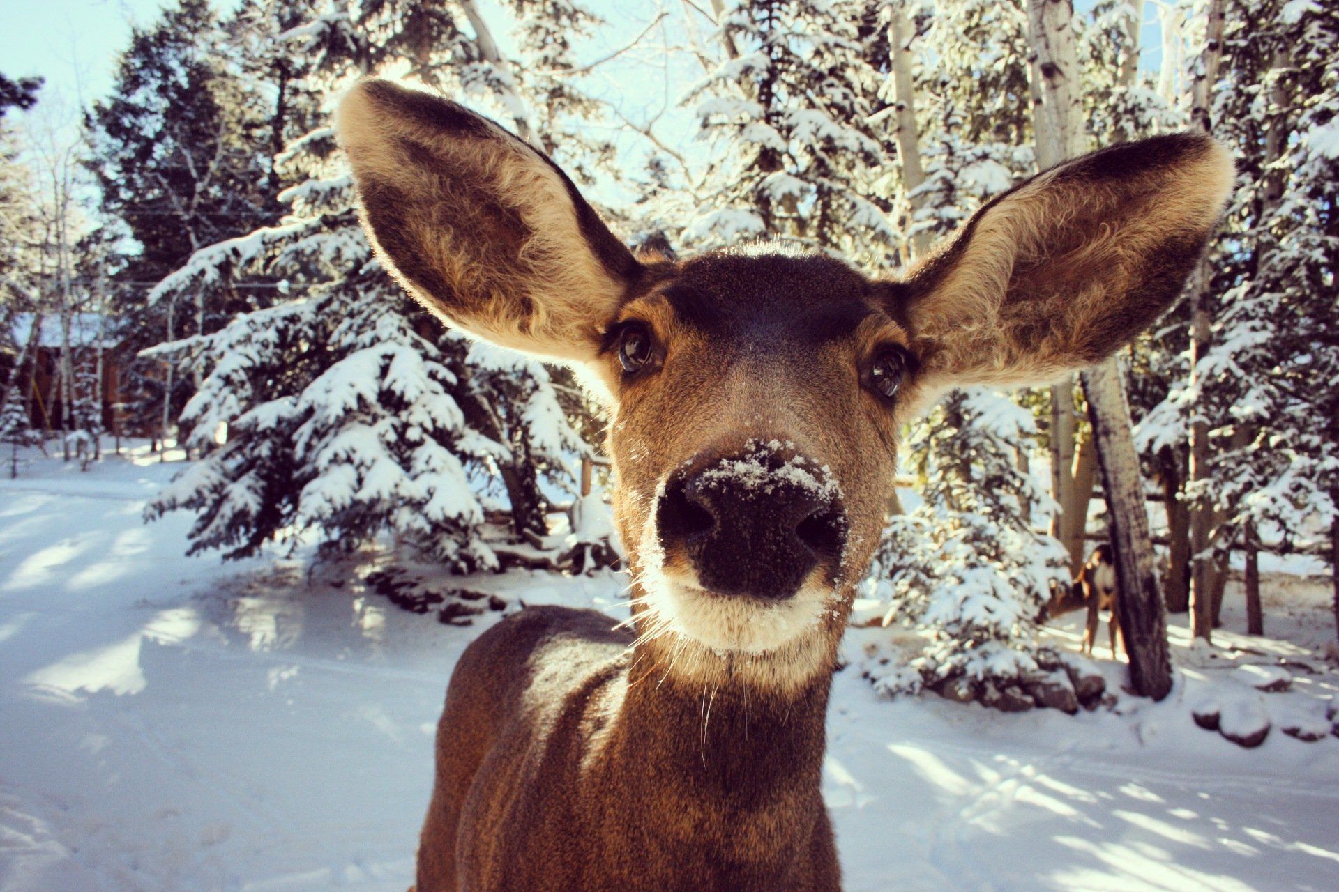 A deer standing in the snow looking at the camera