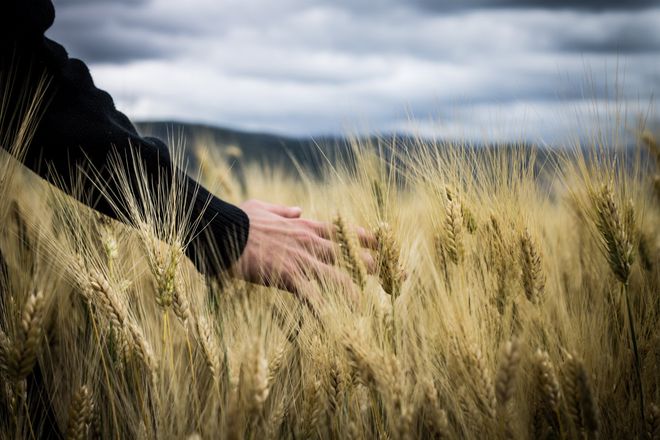 Hand reaching through tall golden wheat under a cloudy sky