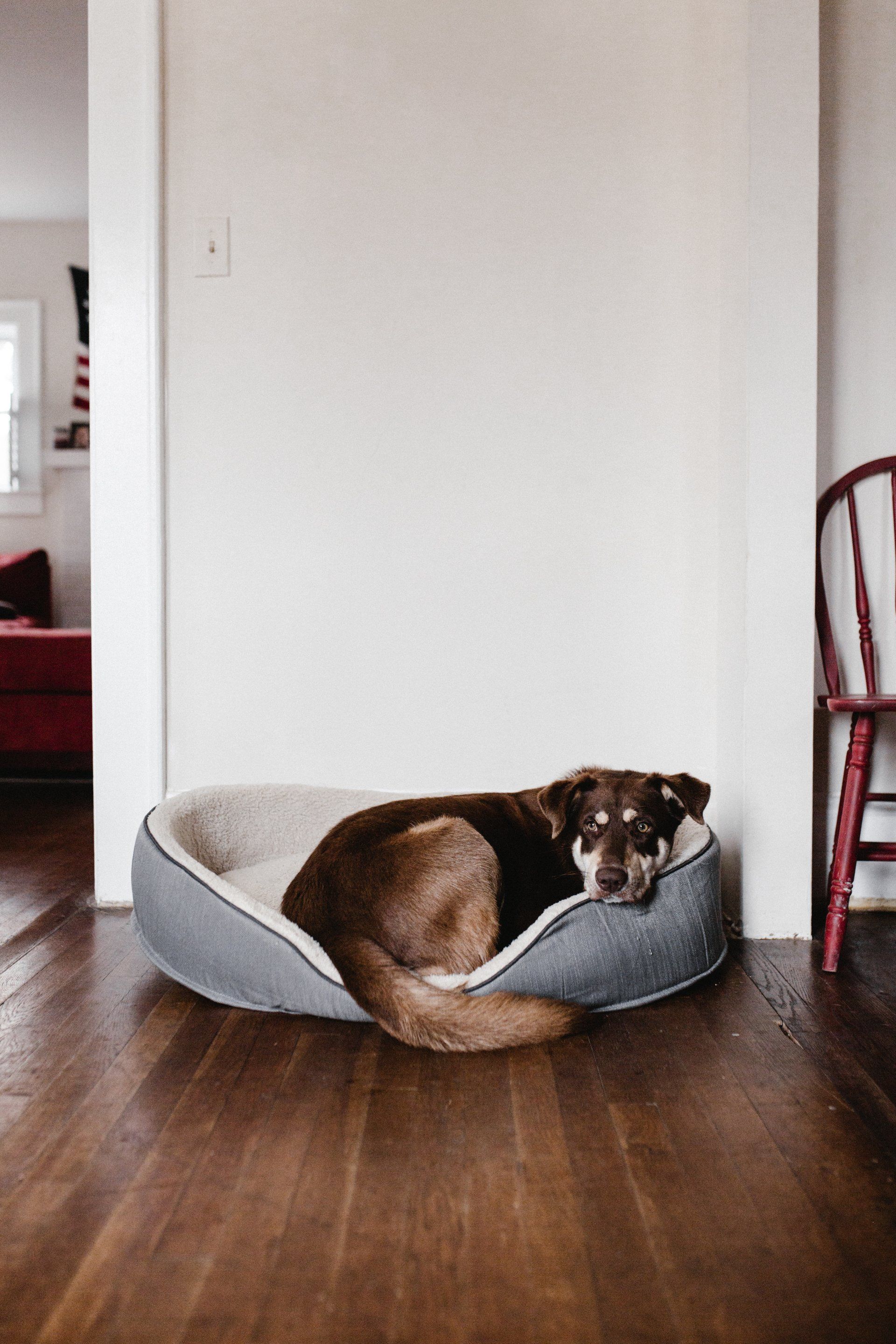 Dog sitting in it's dog bed