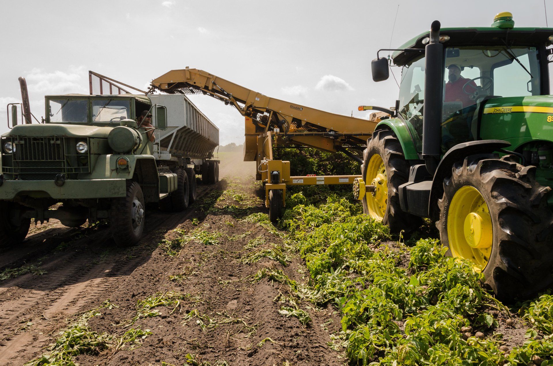 A john deere tractor is being used to harvest lettuce in a field.