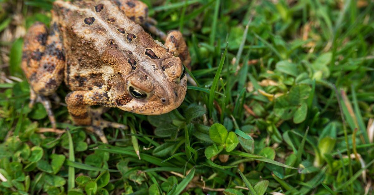 A frog is sitting in the grass looking at the camera.