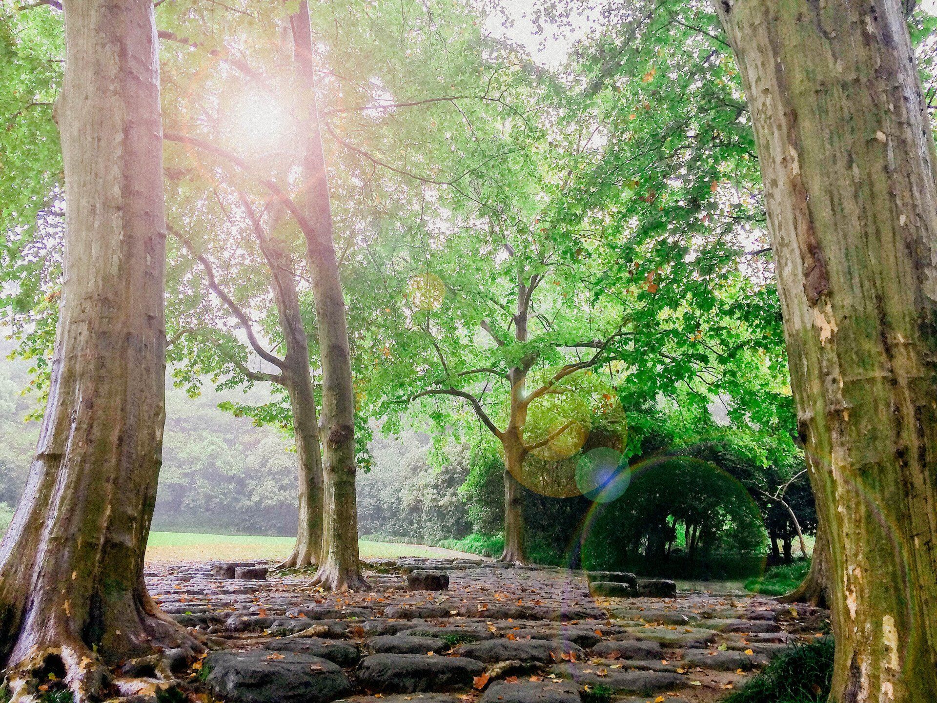 The sun is shining through the trees in a park.