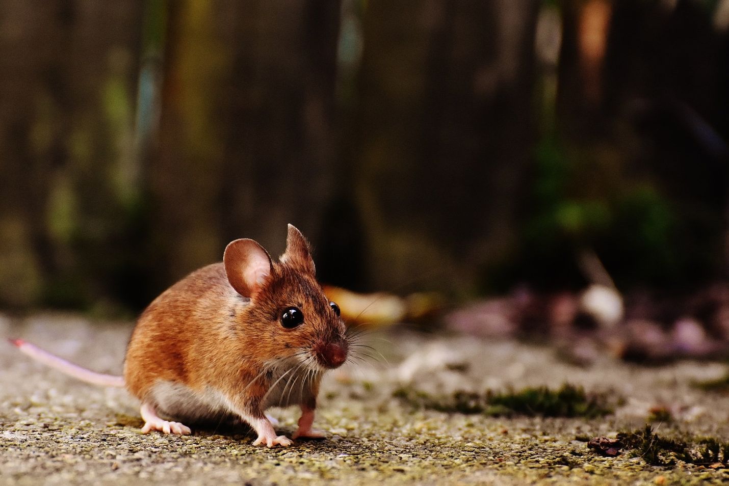 bristol rodent pest control services