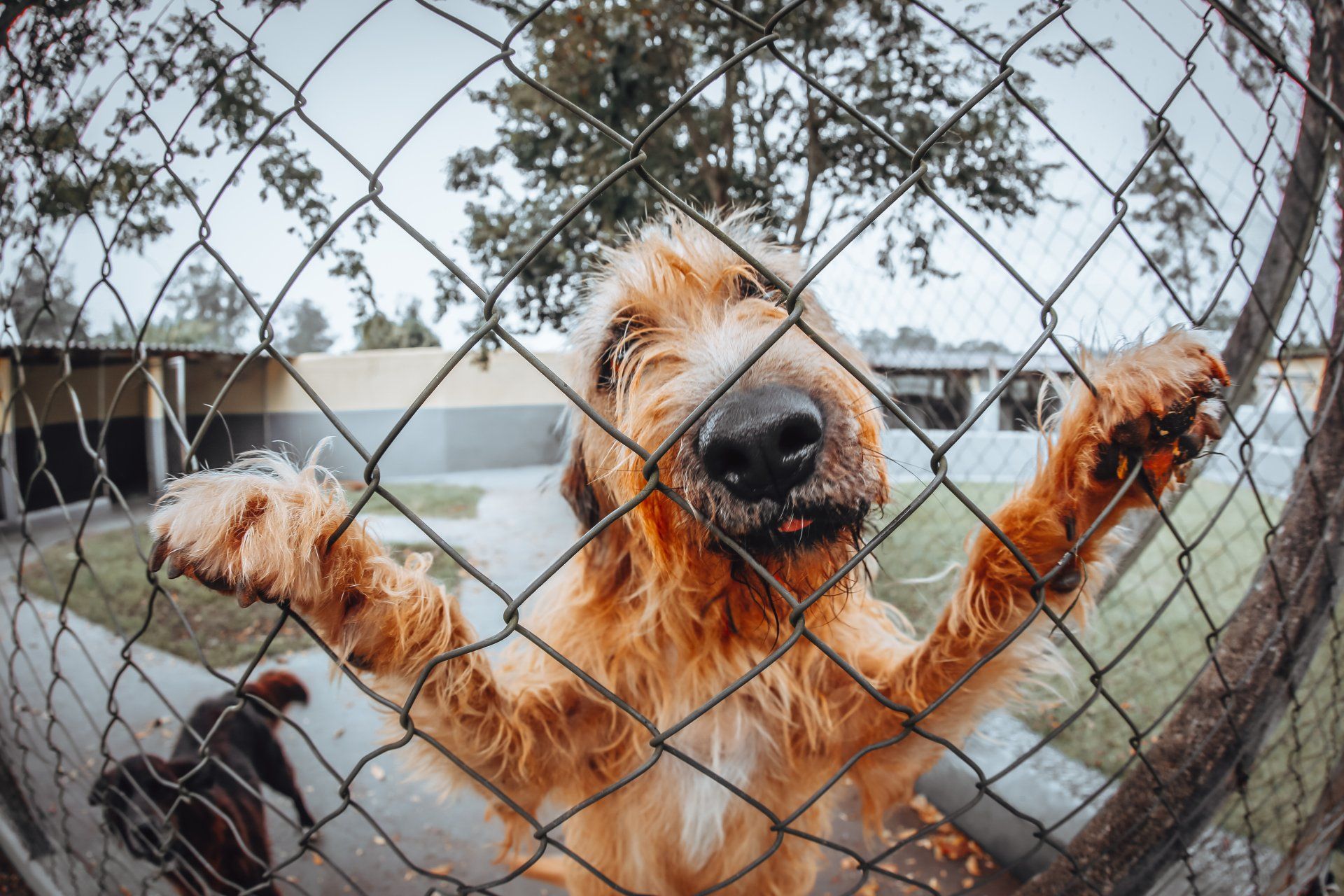 dog fence in Brisbane