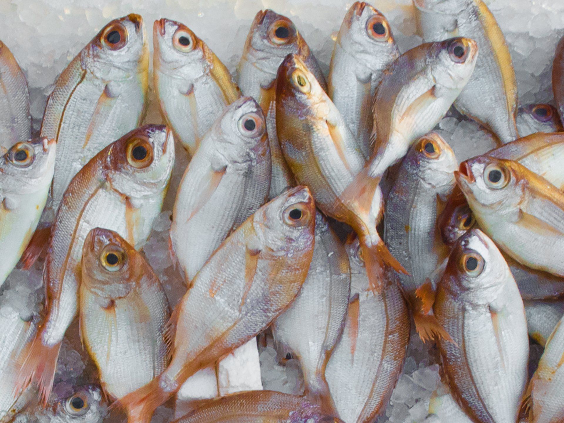 Poissons et fruits de mer Taillepied Lutry