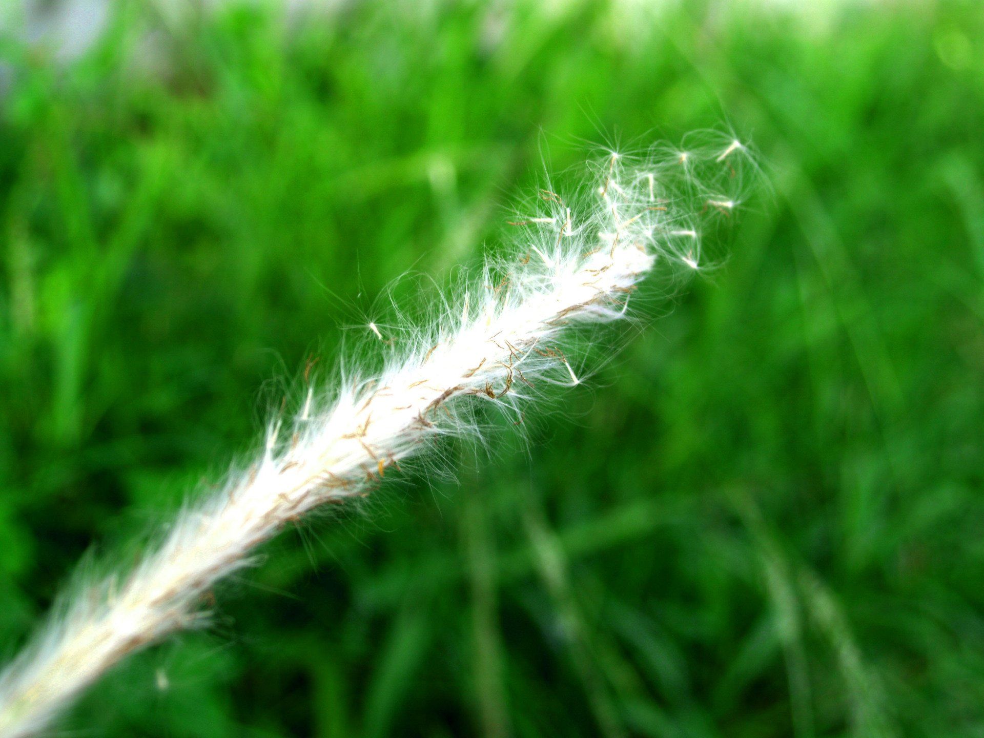 flower weed