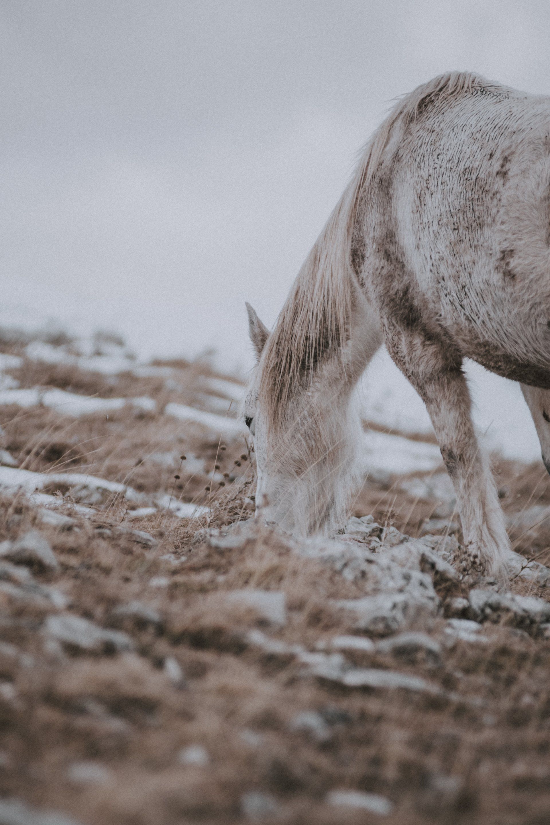 Wild Horses - A Poem by Sue Cartwright, Spiral Leaf