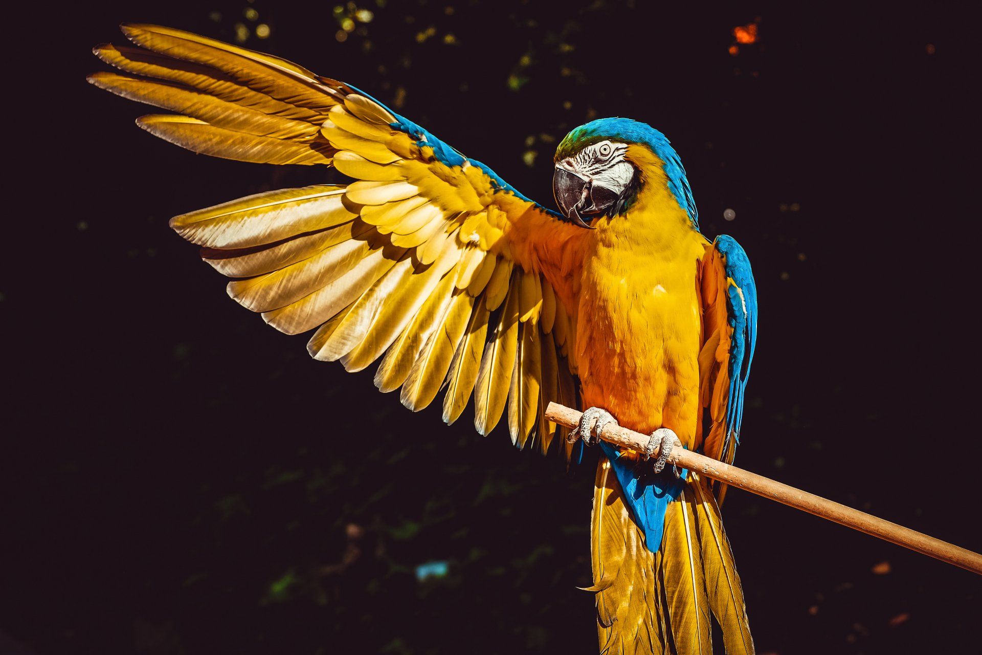 vétérinaire NAC oiseaux