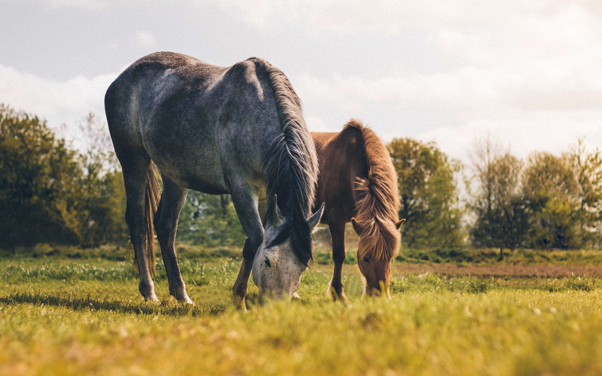 Homeward Bound Horses and Hounds Animal Rescue in Ocala