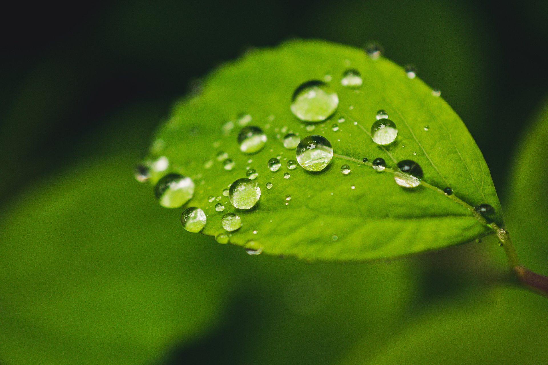 Take A Leaf - A Poem by Sue Cartwright, Spiral Leaf