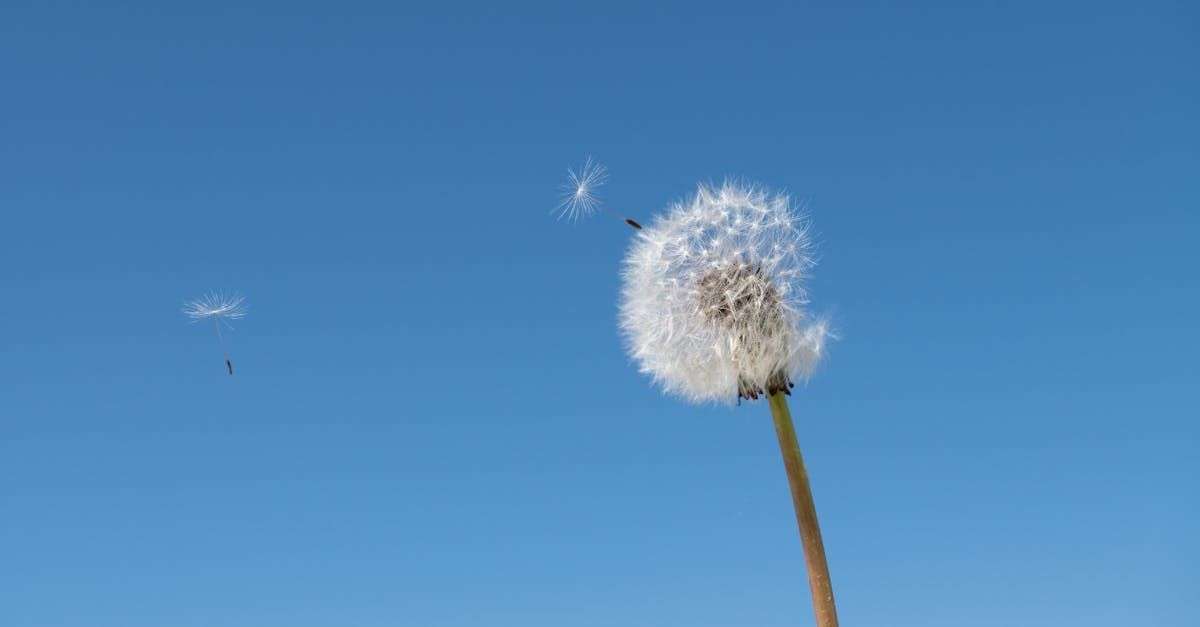 A dandelion blowing in the wind against a blue sky
