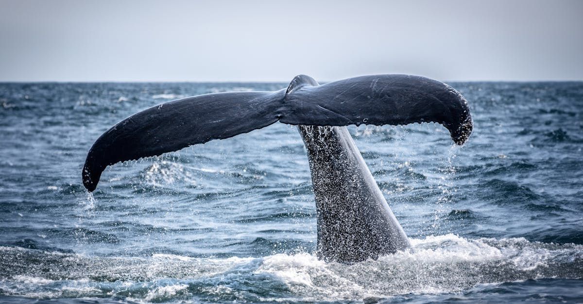 The tail of a humpback whale is sticking out of the water near Ucluelet BC