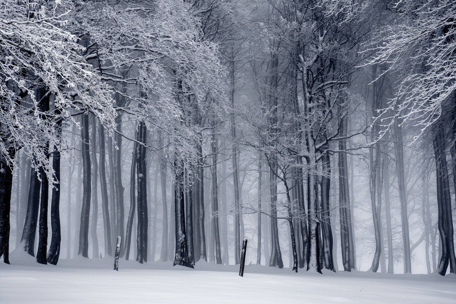 Snow-covered forest with tall bare trees in a quiet winter landscape